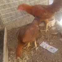 مرغ وخروس لاری