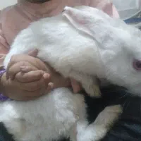 خرگوش|موش و خرگوش|قم, شهر قائم|دیوار