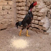 جوجه لاری اوشامو|حیوانات مزرعه|قم, قلعه کامکار|دیوار