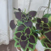 گل طبیعی ایوان|گل و گیاه طبیعی|ایوان, |دیوار