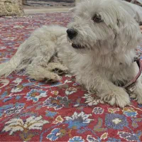 واگذاری شیتزو پاکوتا