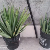 یوکا باغی|گل و گیاه طبیعی|اهرم, |دیوار