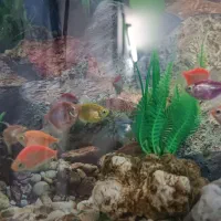 ماهی|ماهی|تربت‌حیدریه, ترمینال|دیوار