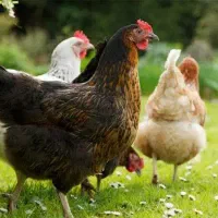 فروش انواع مرغ خروس