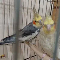 عروس هلندی|پرنده|آبدانان, |دیوار