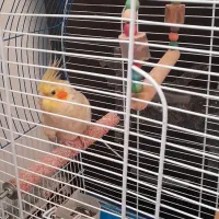 فروش فوری عروس هلندی ماده آماده جفت گیری