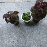 گل حسن یوسف و ناز  زیبا