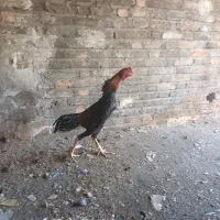 خروس لاری اشامو