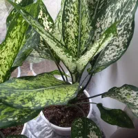 گل های زینتی|گل و گیاه طبیعی|تالش, جوکندان|دیوار