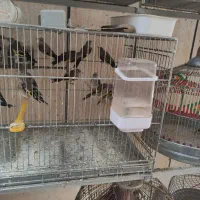 سهره کرمونی|پرنده|اصفهان, زاجان|دیوار