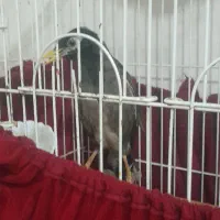 مرغ مینا سخنگو