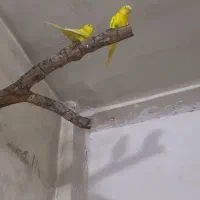 تعدای مرغ عشق