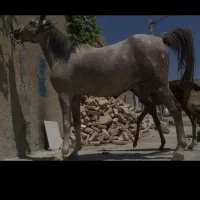 مادیون کرد مدارک دار