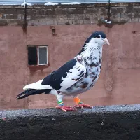 کفتر افشون سینه گراف زرد دم سفید کاکلی