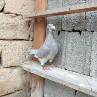 کبوتر. خط سفید