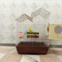 مرغ عشق با قفس آبی انگلیسی ماده زرد پسته ای نر