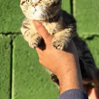 حیوانات خانگی