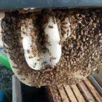 عسل کلی جزئی|خوردنی و آشامیدنی|مشهد, گلبرگ شمالی|دیوار