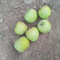 سیب ترش مجلسی