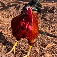 خروس محلی|حیوانات مزرعه|فشم, |دیوار