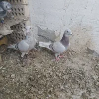 پرنده