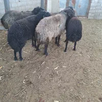 قوچ بره قوچ|حیوانات مزرعه|خمینیشهر, |دیوار