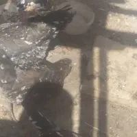 مرغ گلین و نیمچه خروس