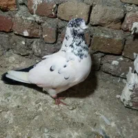 کبوتر جغ جغ