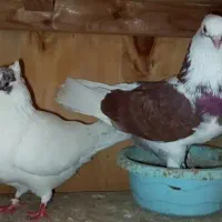 جفت کبوتر