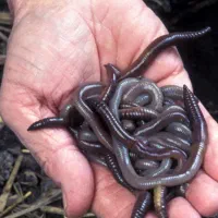 کرم خاکی برا ماهیگیری