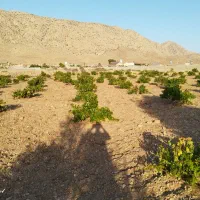 فروش باغ ۲۸۰۰ متری واقع در شیراز شهرستان زرقان|فروش زمین و ملک کلنگی|زرقان, |دیوار