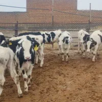 گوساله هلشتاین|حیوانات مزرعه|خنجین, |دیوار