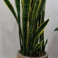 گلهای آپارتمانی