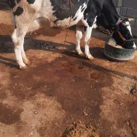 فروش گاو شیری|حیوانات مزرعه|شادگان, |دیوار