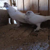 کبوتر طوقی و پرشی|پرنده|جعفرآباد, |دیوار