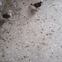جلک سیا