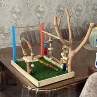 طوطی برزیلی ماده|پرنده|کرج, ساماندهی|دیوار