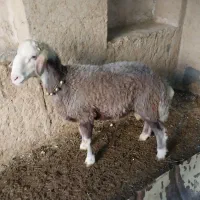 ۵ راس میش .۲راس قوچ .|حیوانات مزرعه|مبارکه, |دیوار