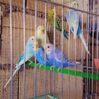 مرغ عشق اسپانگل ورینبو|پرنده|شیراز, حجت آباد|دیوار