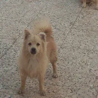 توله سگ پا کوتاه پامر|سگ|کرج, گلشهر|دیوار