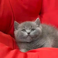 گربه اصیل و اشرافی