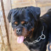 توله روتوایلر صربستانی|سگ|اهواز, زیتون کارگری|دیوار