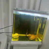 اکواریوم شرکتی
