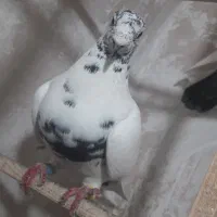 ۶ تاکفتر نر سار و پولکی ۵۰۰