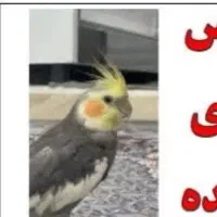 عروس هلندی گمشده رنگ طوسی کله زرد سینامون