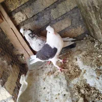 کبوتر|پرنده|زارچ, |دیوار