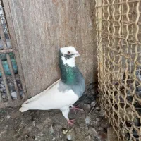 کبوتر بهبهانی ساتن معاوضه فقط با قناری سهره نر