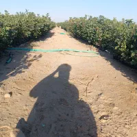 فروش نهال پسته|خدمات باغبانی و درختکاری|اردکان, |دیوار