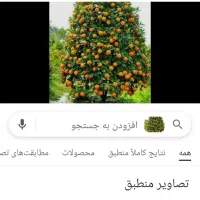 نارنج 25هزار
