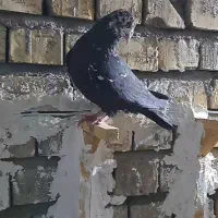 کفتر زاغ